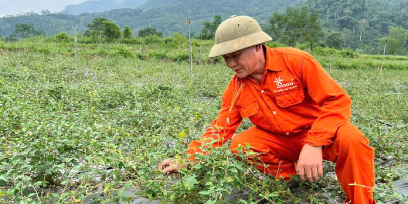 Chọn giống và nhân giống cà gai leo