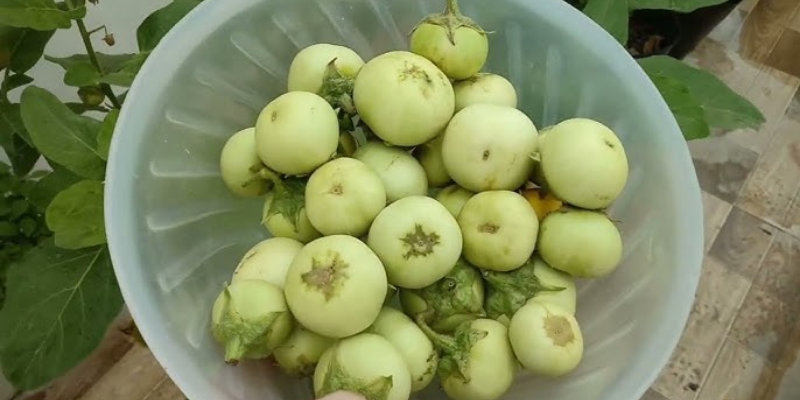 Chọn giống và thời vụ trồng cà pháo