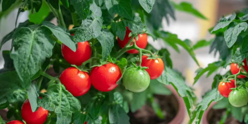 Chuẩn bị đất và chậu trồng