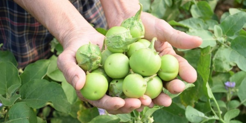 Chuẩn bị đất và giá thể