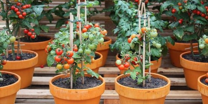 Chuẩn bị đất và kỹ thuật làm luống