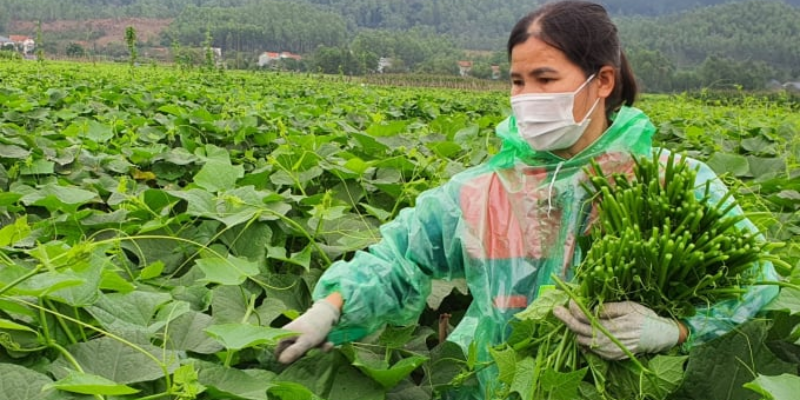 Chuẩn bị đất và phân bón lót