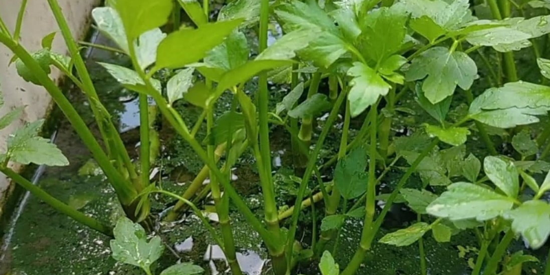 Chuẩn bị gì trước khi trồng rau cần nước?