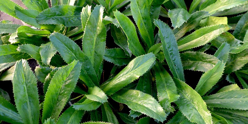 Chuẩn bị gì trước khi trồng?