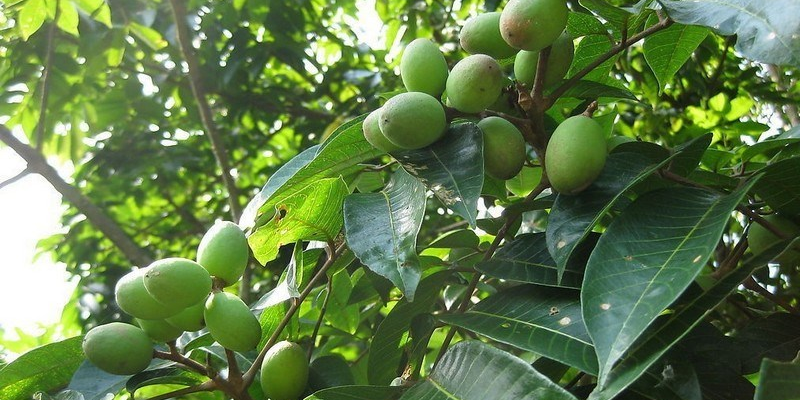 Chuẩn bị giống và đất trồng