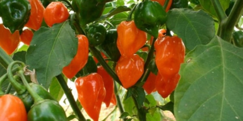 Chuẩn bị hạt giống và đất trồng