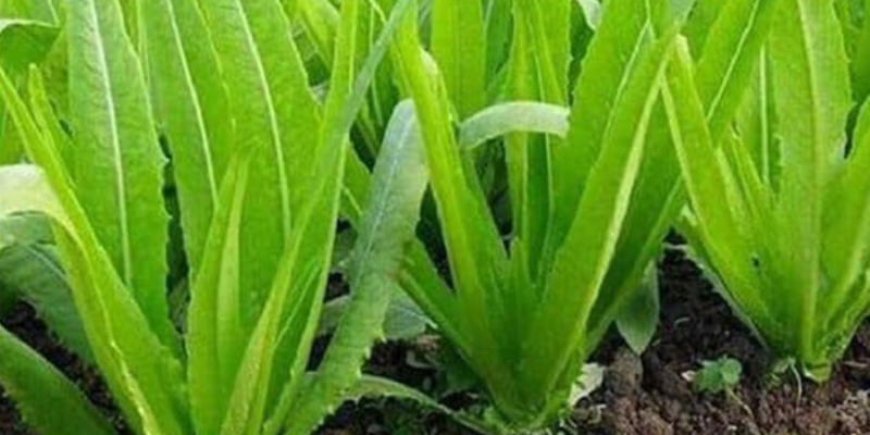 Chuẩn bị hạt giống và xử lý trước khi gieo