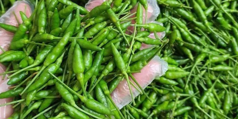 Đặc điểm của ớt gió Hà Giang