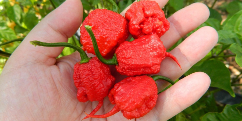 Đặc điểm nổi bật của ớt Carolina Reaper