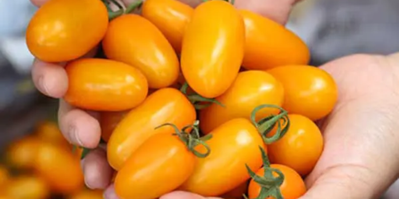 Đặc điểm và giá trị của cà chua bi vàng