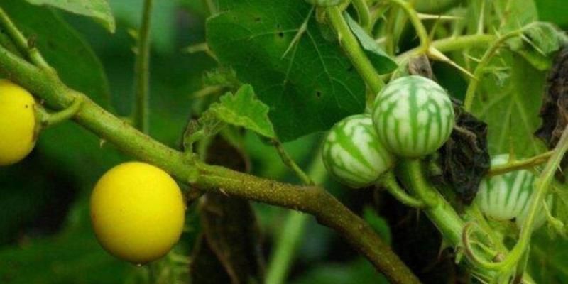 Đặc điểm và giá trị của cây cà đắng