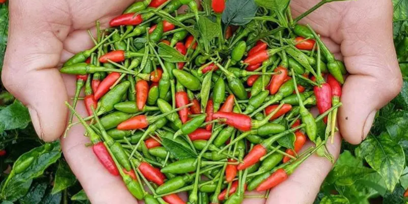 Đặc điểm và giá trị của ớt xiêm