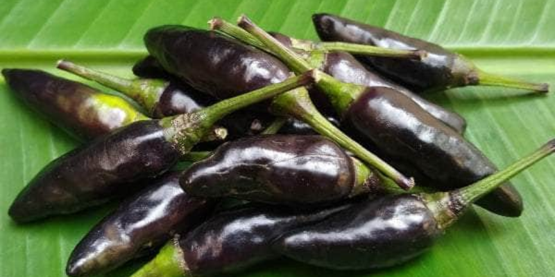Đặc điểm và lợi ích của cây ớt tím