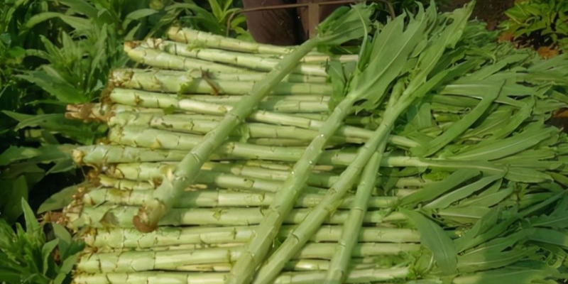 Đặc điểm và lợi ích của rau tiến vua