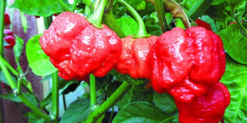 Đất trồng và dinh dưỡng cần thiết