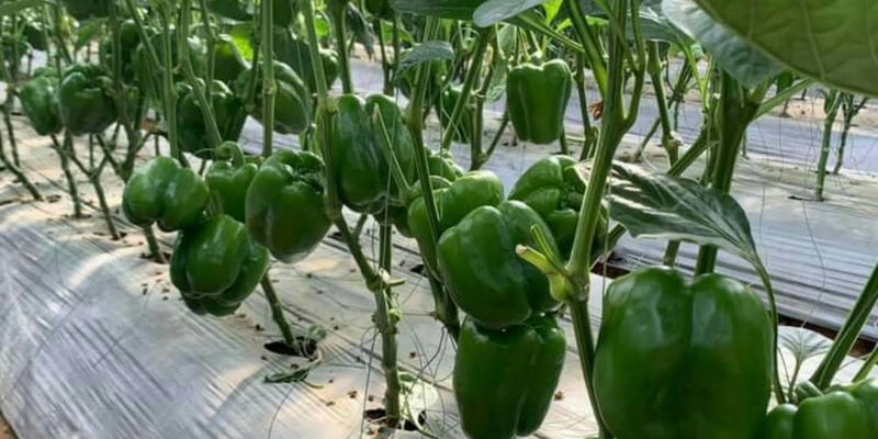 Điều kiện khí hậu và đất trồng