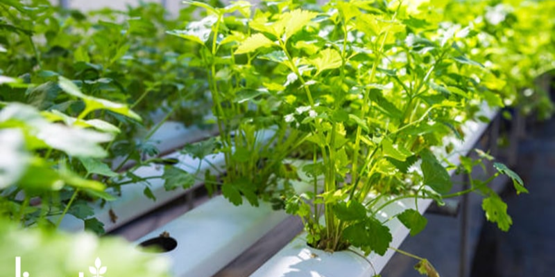 Gieo hạt và chăm sóc giai đoạn nảy mầm