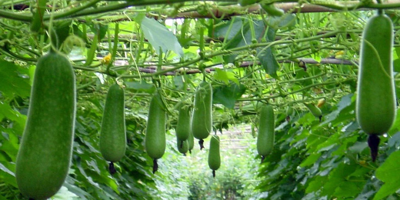 Gieo hạt và ươm cây con