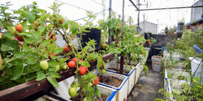 Gieo hạt và ươm cây con