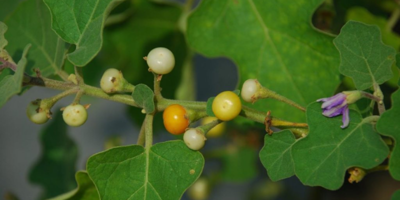Giới thiệu về cây cà dây và đặc điểm sinh trưởng