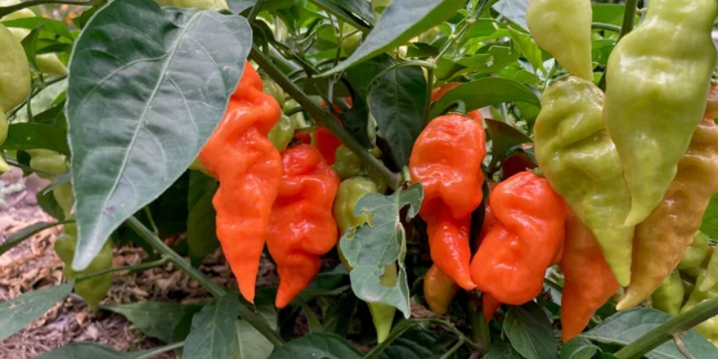 Giới thiệu về ớt Habanero và đặc điểm sinh trưởng