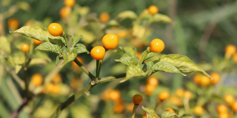 Hướng dẫn cách trồng ớt aji charapita chuẩn