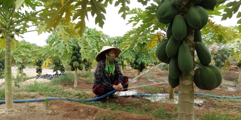 Hướng dẫn chăm sóc cây giai đoạn đầu