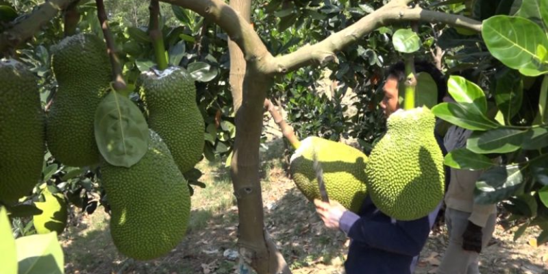 Kỹ thuật bón phân để cây mít sai quả