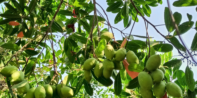 Kỹ thuật cách trồng cà na chuẩn nhất
