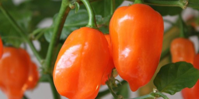 Kỹ thuật cách trồng ớt habanero gieo hạt