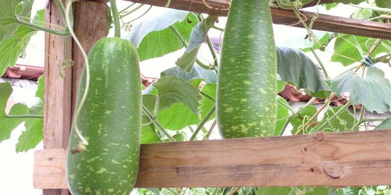 Kỹ thuật chăm sóc cây bầu