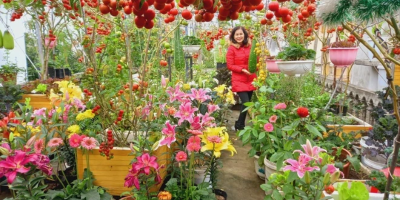 Kỹ thuật chăm sóc cây cà trên sân thượng