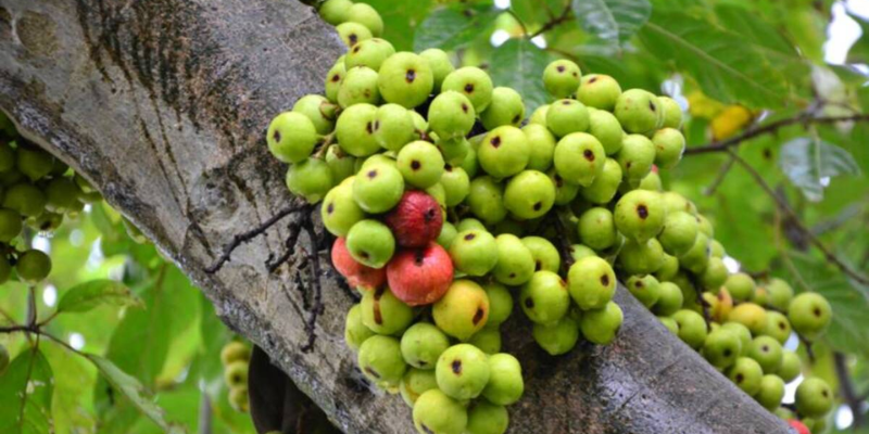 Kỹ thuật chăm sóc giúp sung ra nhiều quả