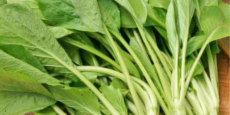 Kỹ thuật chăm sóc rau cải