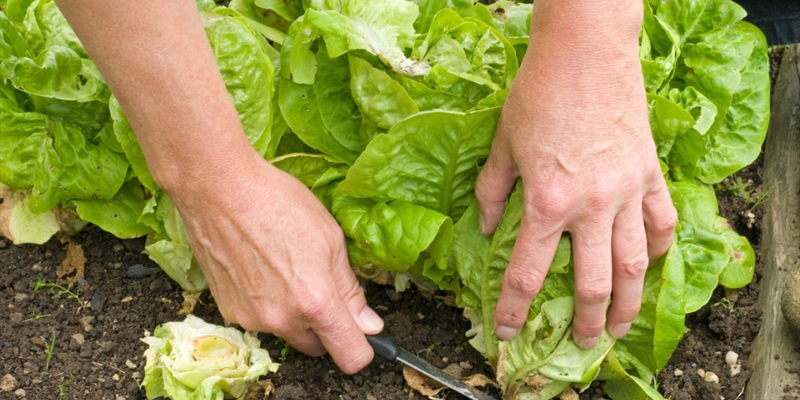 Kỹ thuật chăm sóc rau xà lách