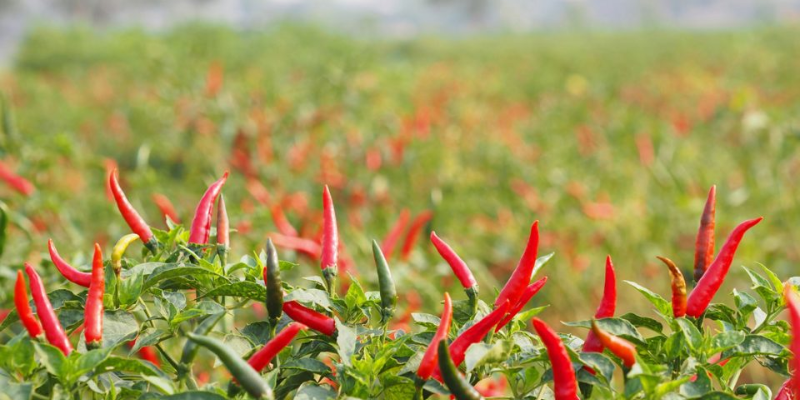 Kỹ thuật gieo hạt và chăm sóc cây con