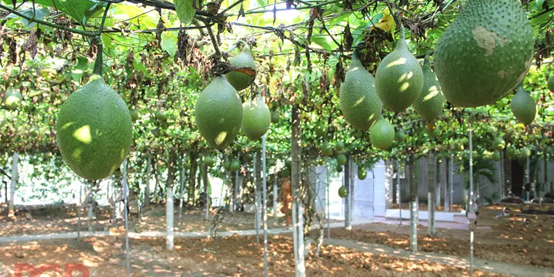 Kỹ thuật làm giàn chắc chắn cho gấc