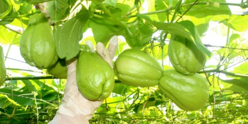 Kỹ thuật trồng và chăm sóc ban đầu