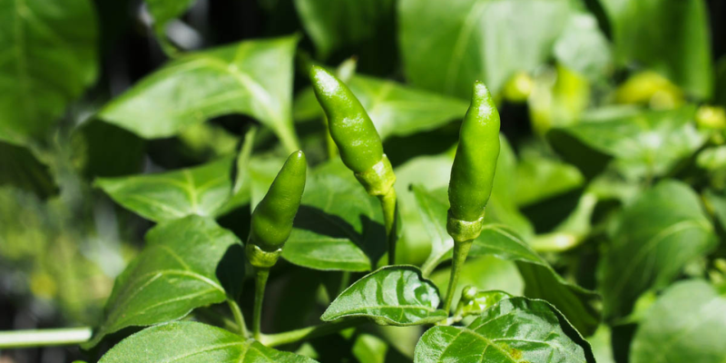 Kỹ thuật trồng và chăm sóc cây ớt xanh