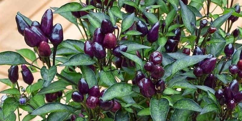 Kỹ thuật trồng và chăm sóc cây ớt