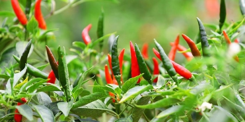 Kỹ thuật trồng và chăm sóc
