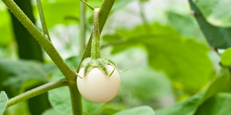 Kỹ thuật xử lý và gieo hạt