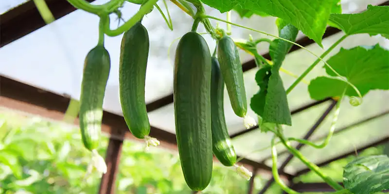 Làm giàn và tỉa nhánh hợp lý
