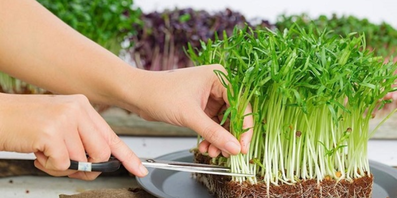 Lợi ích của rau mầm đậu phộng và giá trị dinh dưỡng