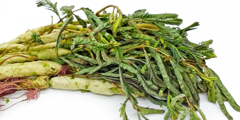 Lợi ích và đặc điểm của rau nhút