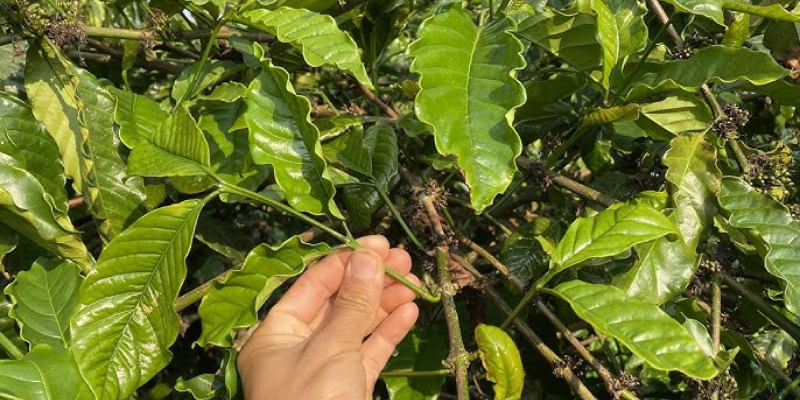 Lợi ích và nguyên lý của trồng cà ghép