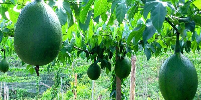 Lựa chọn giống gấc và thời vụ trồng