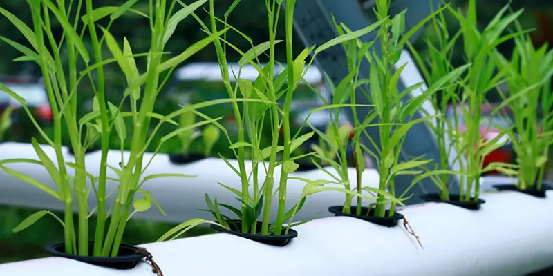 Lựa chọn giống và chuẩn bị đất trồng