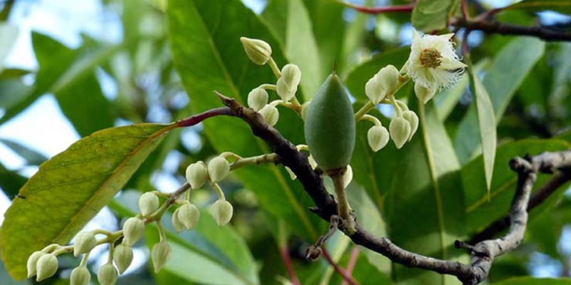 Nguồn gốc và đặc điểm cây cà na