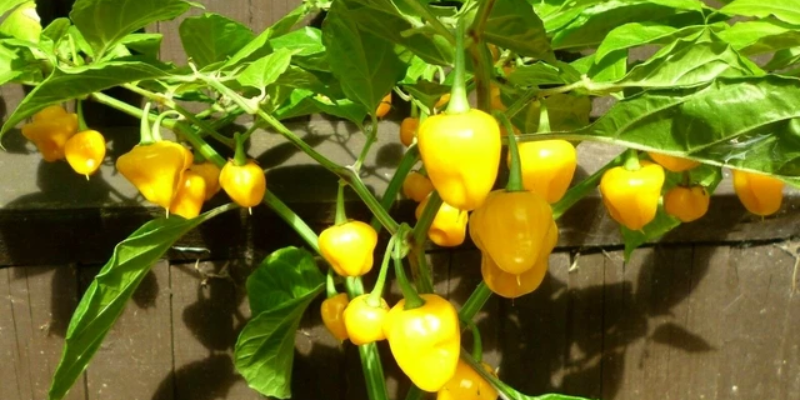Phòng trừ sâu bệnh thường gặp